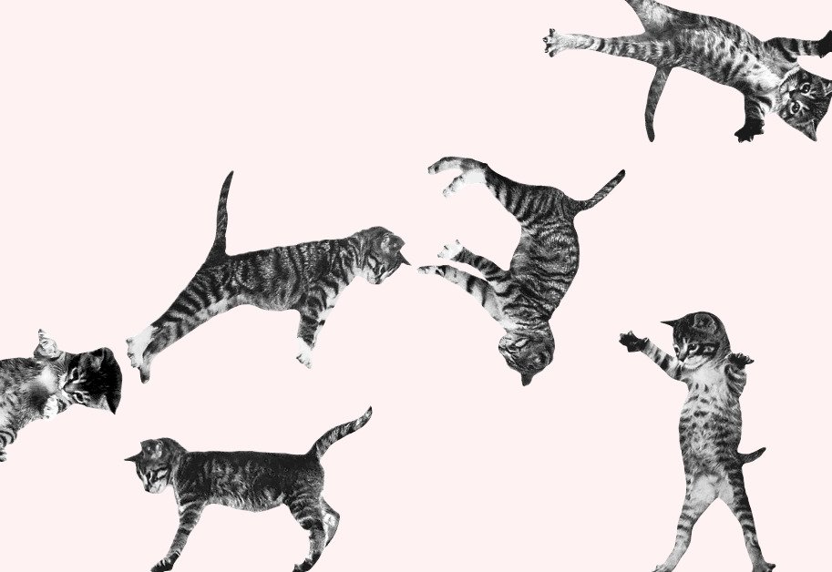 Cat Bounce